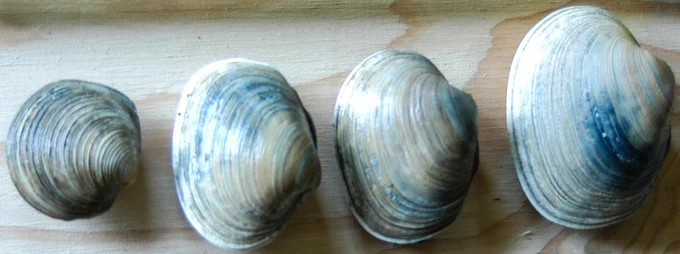 Four clams (largest to smallest from right to left) layed out on a piece of plywood as part of a sea otter forage survey in Glacier Bay National Park and Preserve.