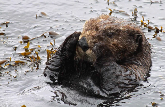 This southern sea otter is settling down to rest in a small patch of Egregia (feather boa kelp).