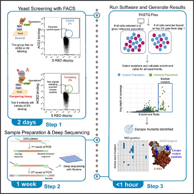 Identification of SARS-CoV-2 S RBD escape mutants using yeast screening and deep mutational scanning