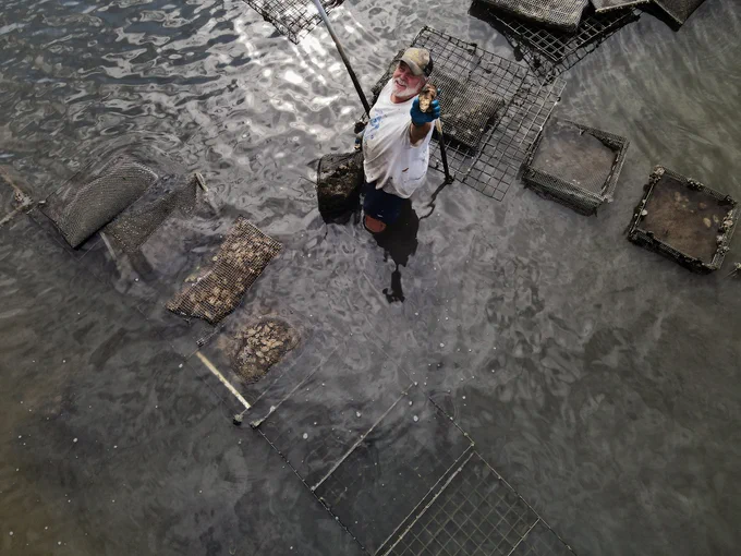Virginia's seafood industry includes more than 80 fish species! Try out a new seafood dish or an old favorite and #supportlocal by asking what Virginia seafood dishes are on the menu at restaurants. @Virginiaseafood offers some #recipe ideas: https://bit.ly/38We7ja
