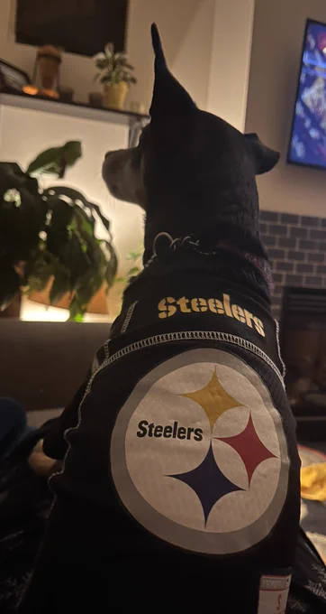 Little dog in a Steelers jersey