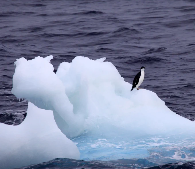 Penguin on a growler
