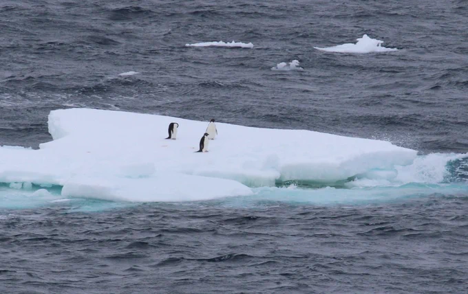 Three penguins on a large piece of sea ice
