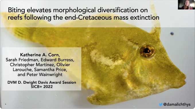 The title slide of Katherine's talk. Title reads "Biting elevates morphological diversification on reefs following the end-Cretaceous mass extinction." Image depicts a friendly little green filefish staring at the camera.