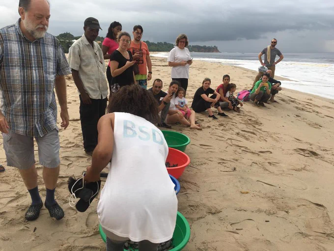 Marcel COLLET, directeur du Parc Marin des Mangroves supervise la libération des bébés tortues nés dans l'écloserie, sur la plage de Moanda, dans le Kongo-Central. Crédit photo : David Palmer Mbuli/ICCN