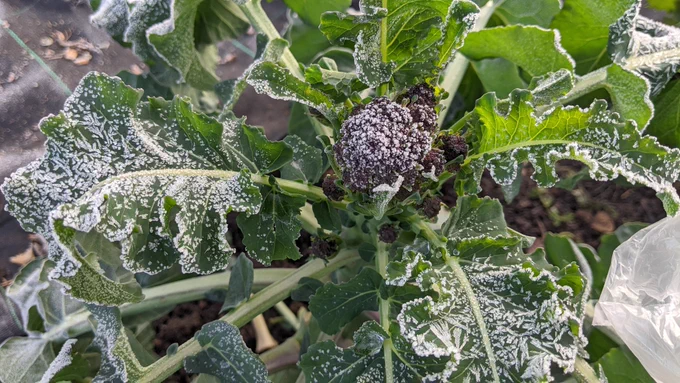 Close up of purple sprouting broccoli plant covered in white frost crystals