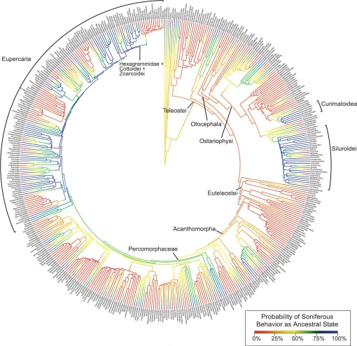 Family-level phylogenetic tree of actinopterygians depicting evolution of soniferous behavior. Shown here are probabilities from ancestral-state reconstruction using stochastic character mapping. Probability is represented as a gradient, where blue indicates a high probability and red a low probability of soniferous behavior, and yellow is ∼50% probability. Tree is pruned from species-level phylogeny (Rabosky et al., 2018) to family-level here.