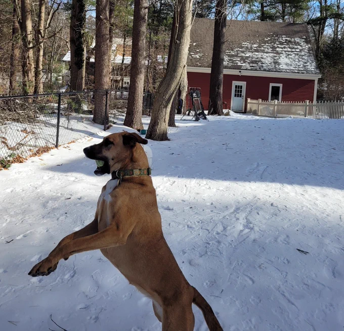 Dog jumping