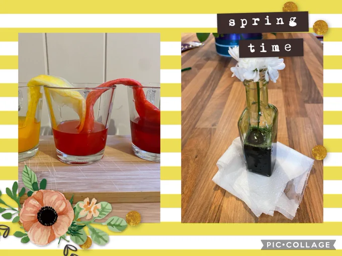 Walking Water & Colour Changing Flower Experiment