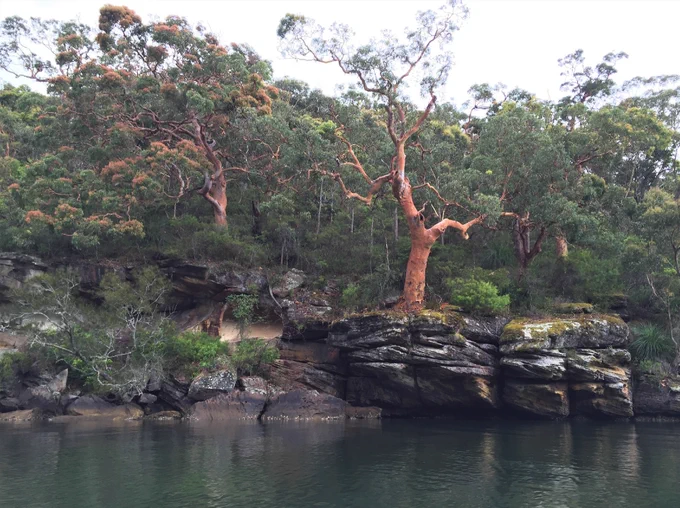 Native trees and bushes above rocks beside a river