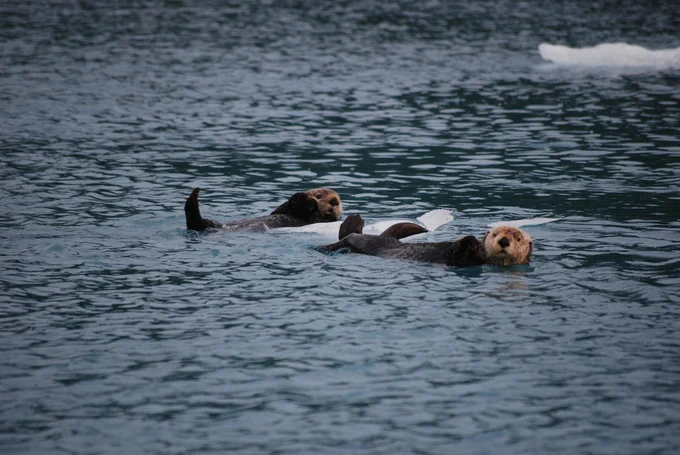 Close up of two sea otters floating in water next to chunks of ice. 