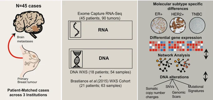 Image depicting the methodological strategy to analyse breast cancer brain metastases with whole-exome and RNA sequencing