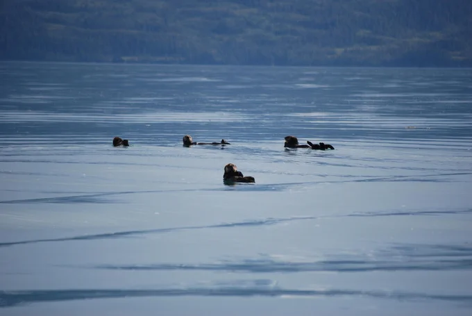 Sea otters enjoying a summertime swim in open water in Prince William Sound, Alaska
