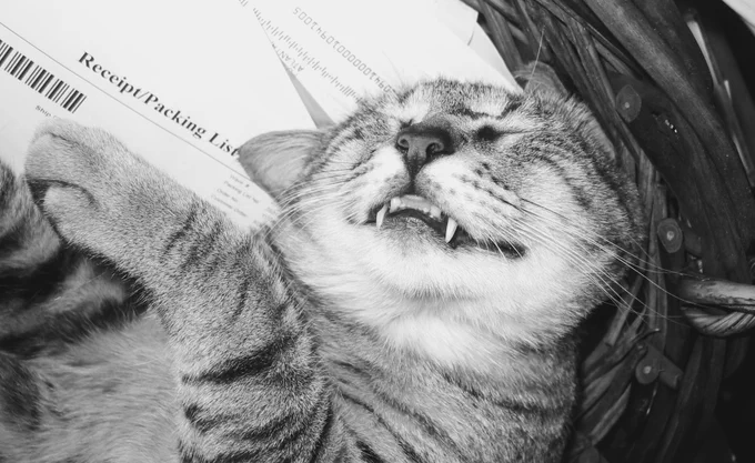 Gray tabby cat sleeping upside down in a basket with left paw in the air and incisors showing.