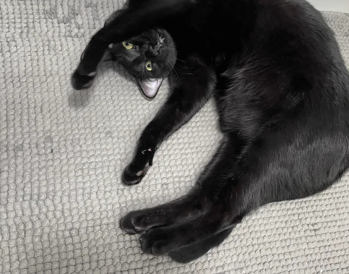 black cat lying upside down on a grey rug with front legs stretched out over her head. her body is curved into a C shape.