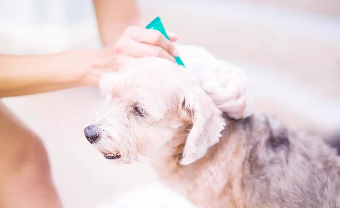 Dog being treated with pyrethrum-based product - Biocides regulations - TSG Consulting