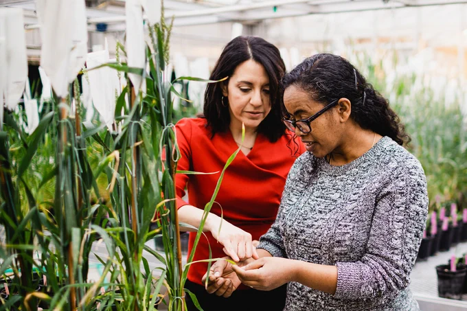Researchers at Cornell University working in agriculture