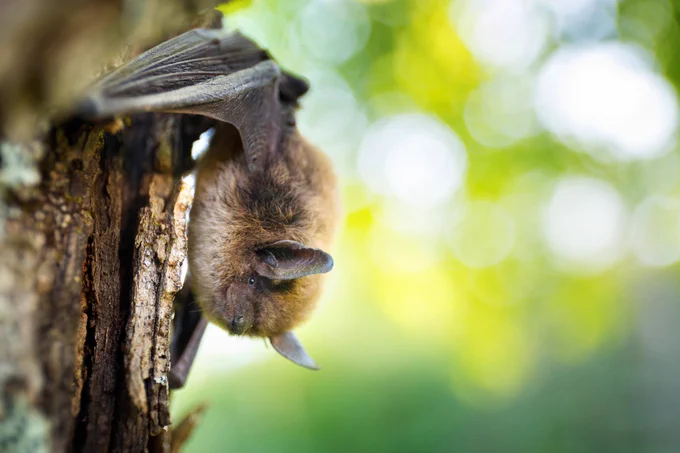 Little Brown Myotis (photo by Jason Headley)