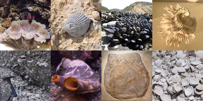 Photographs of a variety of fossil and extant bivalves.