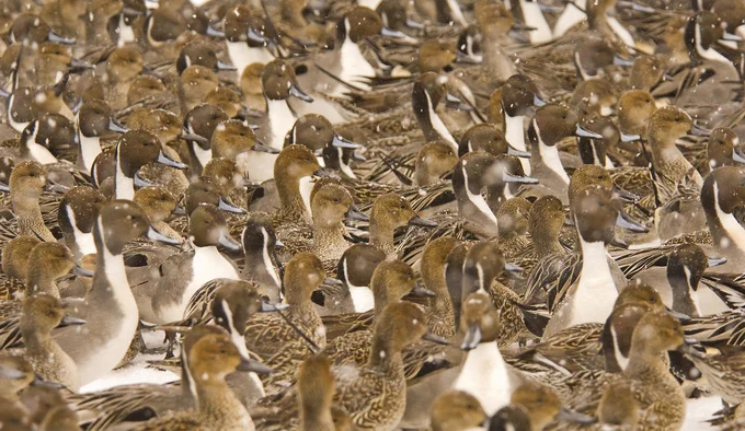 Flock of pintail ducks.