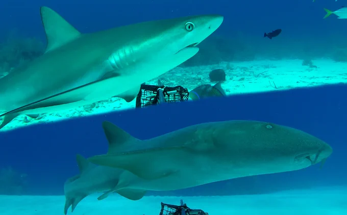 reef sharks on baited remote underwater videos