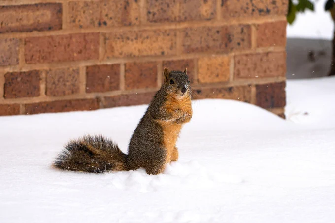 Squirrel standing outside the Ferguson Building at MSU Texas.