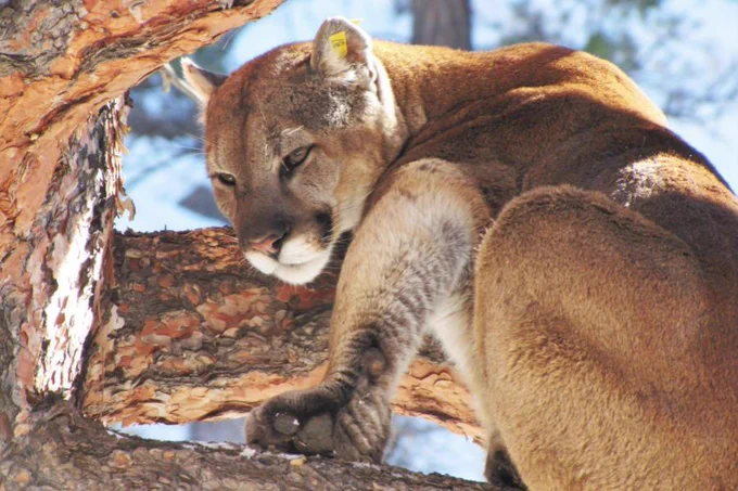 Adult male puma (Puma concolor) M87, originally tagged as a 28-day-old cub on the Uncompahgre Plateau study area, Colorado, USA. Credit: Kenneth A. Logan, Colorado Parks and Wildlife.