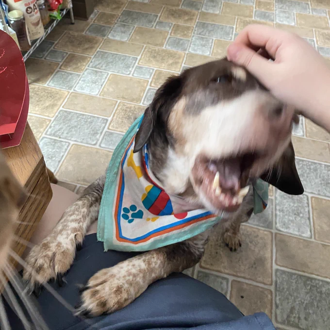 My dog leaning on my leg mid-bark