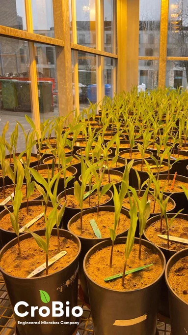 Image of maize plants in a greenhouse facility. 