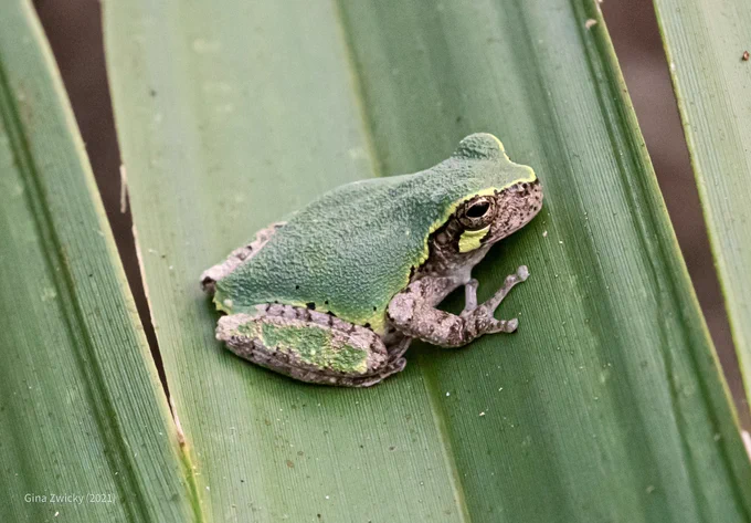 photo: a bird-voiced treefrog with a green patternless back sitting on a palmetto leaf with its toes splayed