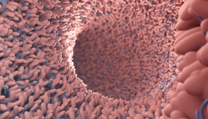 Human microbiome in intestine graphic
