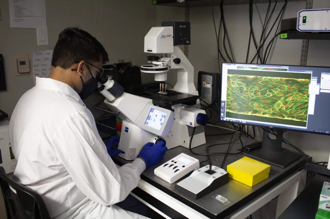 Male researcher looks into a microscope with a screen to his right with blood cells on it.