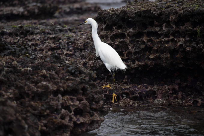A large white egret walking along the rocky shore.