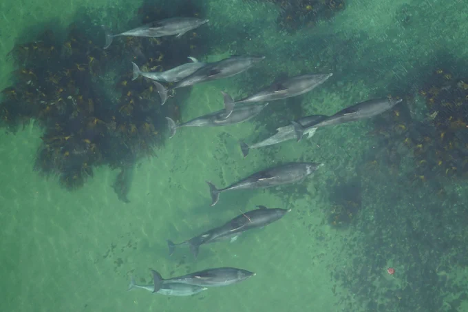 A photo of a pod of dolphins taken by an unoccupied aerial system