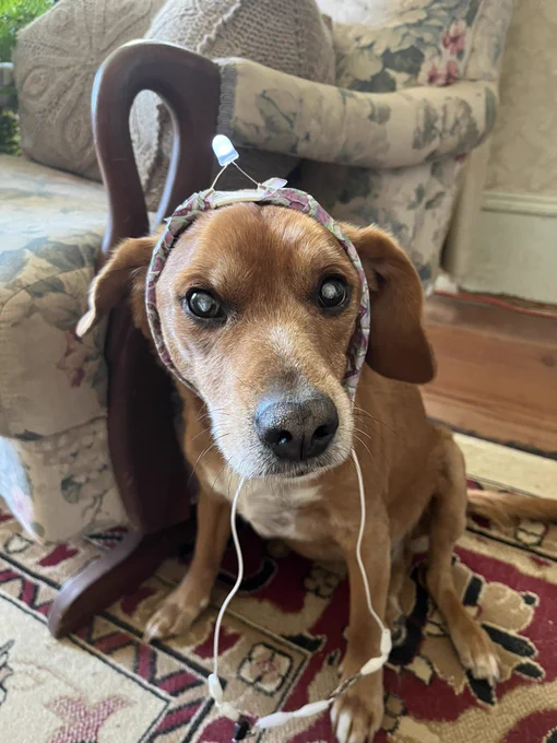 Dog with light on its head