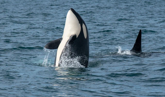 An Orca with its head above the surface.
