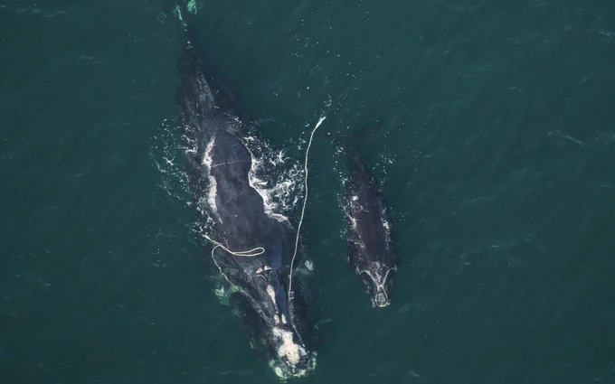 North Atlantic right whale mother (entangled in rope) and calf