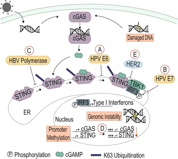 Viral and cellular oncoproteins inhibit the cGAS/STING pathway: (A) HPV E6 binds to STING to inhibit TBK1 and IRF3 binding, and (B) HPV E7 binds to IRF3 to prevent phosphorylation. (C) HBV polymerase prevents K63 ubiquitination of STING to block STING activation. (D) In non-viral cancers such as CRC and melanoma, the promoters of both cGAS and STING are methylated to prevent expression of these proteins. (E) HER2 associates with STING and recruits AKT to phosphorylate TBK1, which prevents the kinase from binding to STING and facilitating downstream signaling. Viral proteins are depicted in gold, and cellular proteins in purple, blue, and green.