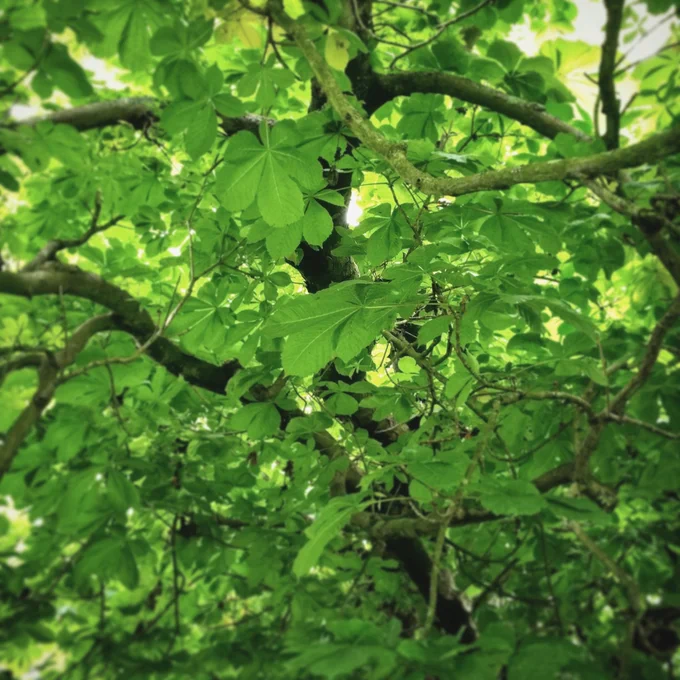 Looking up at the leafy canopy of a large tree with many vibrant green leaves