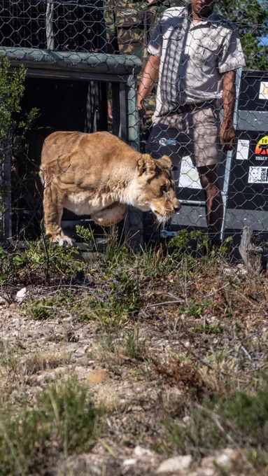 A lion coming out of its crate into its new enclosure.