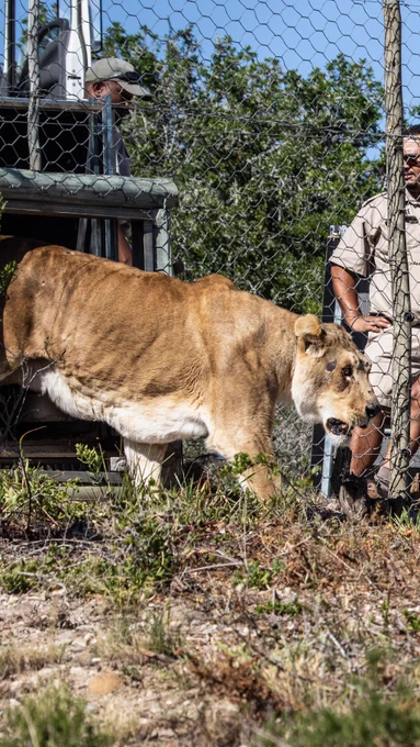 A lion coming out of its crate into its new enclosure.