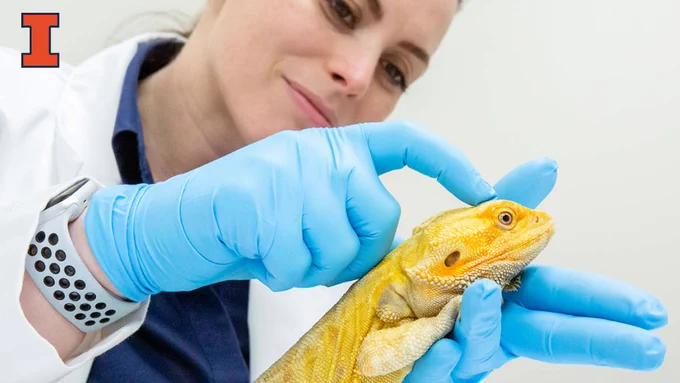A female veterinary clinician stroked the head of a yellow bearded dragon.