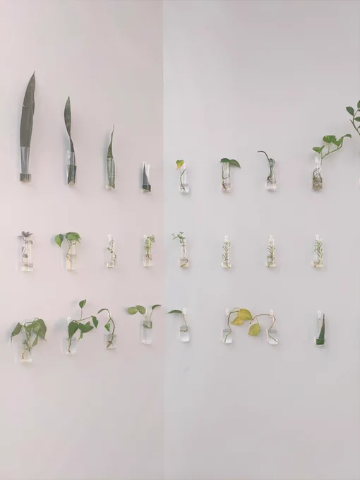 Photograph of the plant propagation corner. Image shows three rows of green plant cuttings hanging from a white wall in glass bottles.