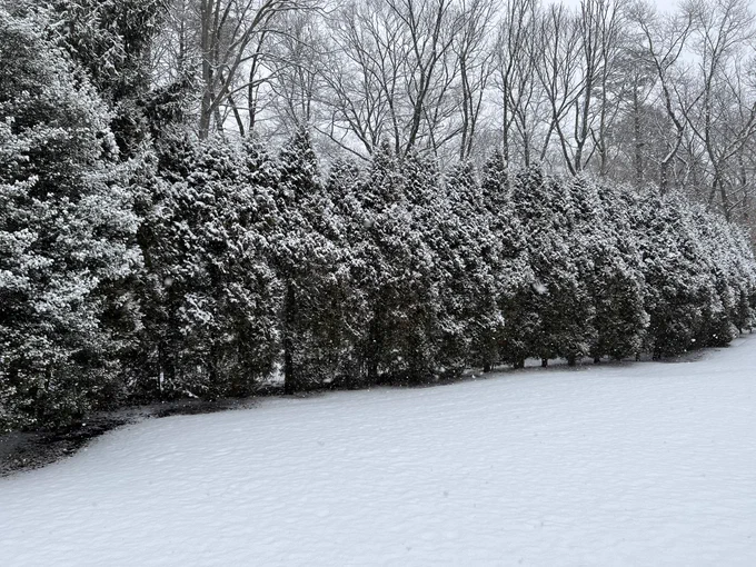 Snowfall on trees