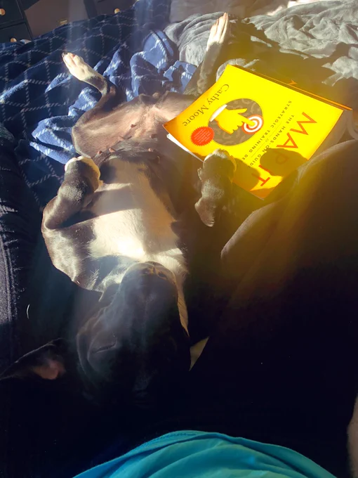 Cheyenne the dog lies between my legs as I read Map It book