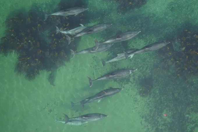 A group of bottlenose dolphins imaged from a drone