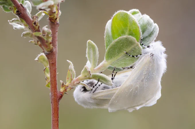 Two White Satin Moths on a plant