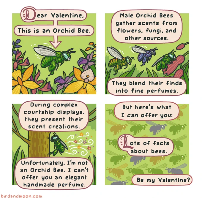A four-panel comic. In panel one, we see a beautiful jewel-toned orchid bee hovering over some orchid flowers. Text says "Dear Valentine, this is an Orchid Bee." In panel 2, more jewel-toned bees fly around and one lands on a flower. Text says "Male Orchid Bees gather scents from flowers, fungi, and other sources. They blend their finds into fine perfumes." In panel 3, an Orchid Bee stands on a tree and wafts its scent into the wind. Text says "During complex courtship displays, they present their scent creations. Unfortunately, I'm not an Orchid Bee. I can't offer you an elegant handmade perfume." Panel 4 is just a bunch of silhouettes about bees, with the text "But here's what I can offer you: Lots of facts about bees. Be my valentine?"
