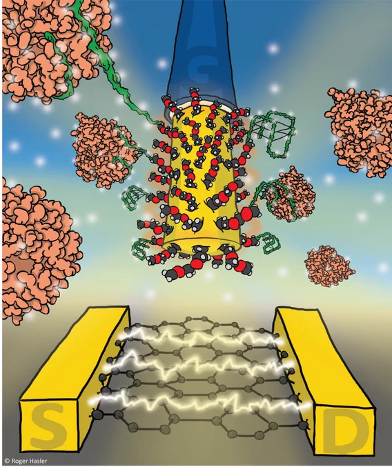 Artistic illustration of the concept of combining a transistor with fiber optic-based surface plasmon resonance spectroscopy with the gate electrode that simultaneously acts as the fiber optic sensor surface. The dual-mode sensor allows for discrimination of mass and charge contributions for binding assays on the same sensor surface. Great work by Roger Hasler and the BORGES Team! https://www.borges.unimore.it/ 
https://pubs.acs.org/doi/10.1021/acssensors.1c02313 