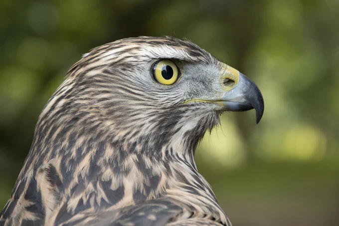 A close up of a goshawk's head.
